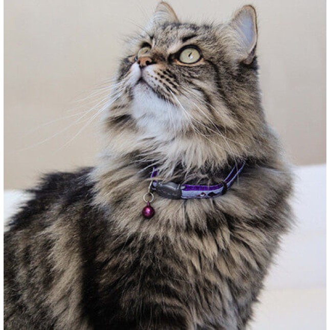 Rogz catz περιλαίμιο γάτας Night small απο πολύ εύκαμπτο και μαλακό ιμάντα 11mm Rogz catz περιλαίμιο γάτας Night small απο πολύ εύκαμπτο και μαλακό ιμάντα 11mm