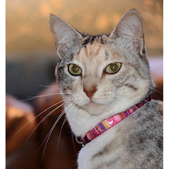 Rogz catz περιλαίμιο γάτας Neo small με κούμπωμα ασφαλείας τριών επιπέδων Rogz catz περιλαίμιο γάτας Neo small με κούμπωμα ασφαλείας τριών επιπέδων