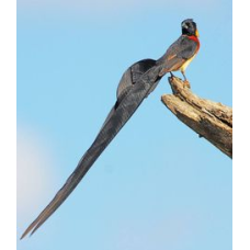 Παραδεισια long tail poephila acuticauda Παραδεισια long tail poephila acuticauda
