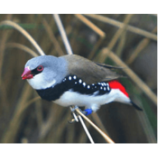 Παραδείσια diamont firetail Παραδείσια diamont firetail