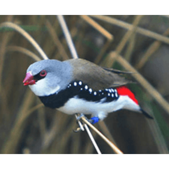 Παραδείσια diamont firetail