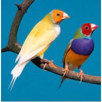 Παραδείσια gouldian πράσινα & κίτρινα