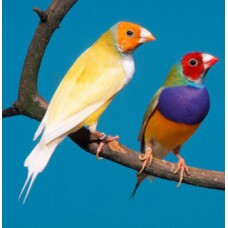 Παραδείσια gouldian πράσινα & κίτρινα