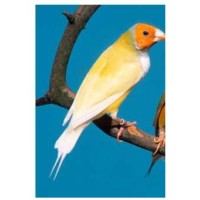 Παραδείσια gouldian κίτρινα