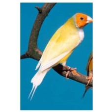 Παραδείσια gouldian κίτρινα Παραδείσια gouldian κίτρινα