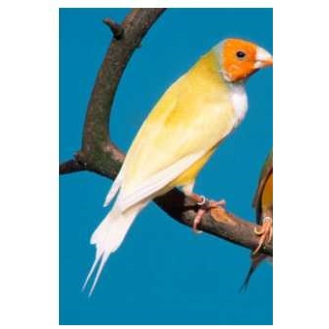 Παραδείσια gouldian κίτρινα