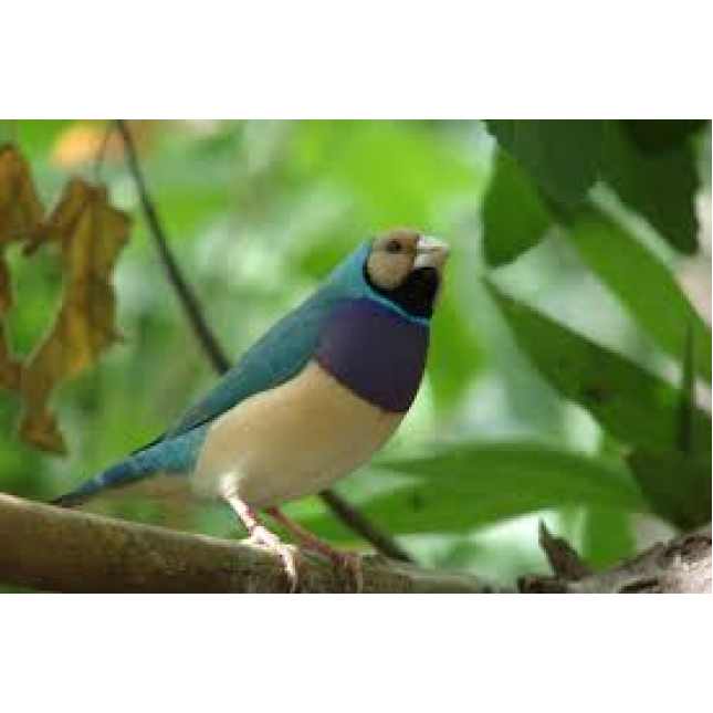 Παραδείσια gouldian μπλε/silver