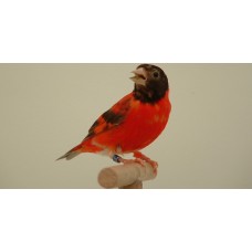 RED SISKIN ΚΑΝΑΡΙΝΙ ΚΟΚΚΙΝΟ ΓΚΡΙ RED SISKIN ΚΑΝΑΡΙΝΙ ΚΟΚΚΙΝΟ ΓΚΡΙ