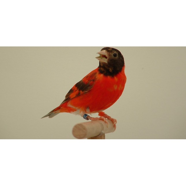 RED SISKIN ΚΑΝΑΡΙΝΙ ΚΟΚΚΙΝΟ ΓΚΡΙ RED SISKIN ΚΑΝΑΡΙΝΙ ΚΟΚΚΙΝΟ ΓΚΡΙ