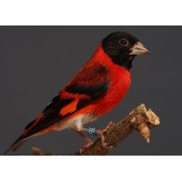 RED SISKIN (ΣΠΙΝΟΣ ΒΕΝΕΖΟΥΕΛΑΣ)