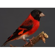 RED SISKIN (ΣΠΙΝΟΣ ΒΕΝΕΖΟΥΕΛΑΣ) RED SISKIN (ΣΠΙΝΟΣ ΒΕΝΕΖΟΥΕΛΑΣ)