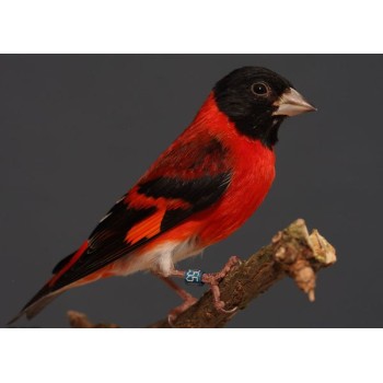 RED SISKIN (ΣΠΙΝΟΣ ΒΕΝΕΖΟΥΕΛΑΣ)