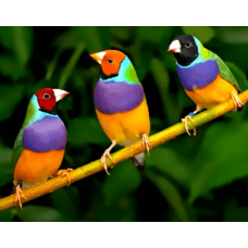 Παραδείσια gouldian πράσινα Παραδείσια gouldian πράσινα