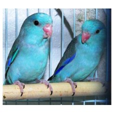 ΜΠΛΕ ΠΑΠΑΓΑΛΑΚΙΑ PARROTLET