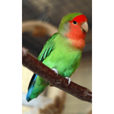 Love birds peach faced Love birds peach faced