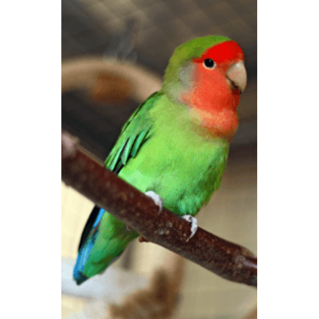 Love birds peach faced Love birds peach faced