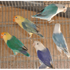 Love birds peach fischer mix col Love birds peach fischer mix col