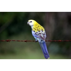 ΡΟΖΕΛΕΣ PALE HEADED ΡΟΖΕΛΕΣ PALE HEADED