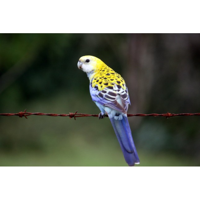 ΡΟΖΕΛΕΣ PALE HEADED ΡΟΖΕΛΕΣ PALE HEADED
