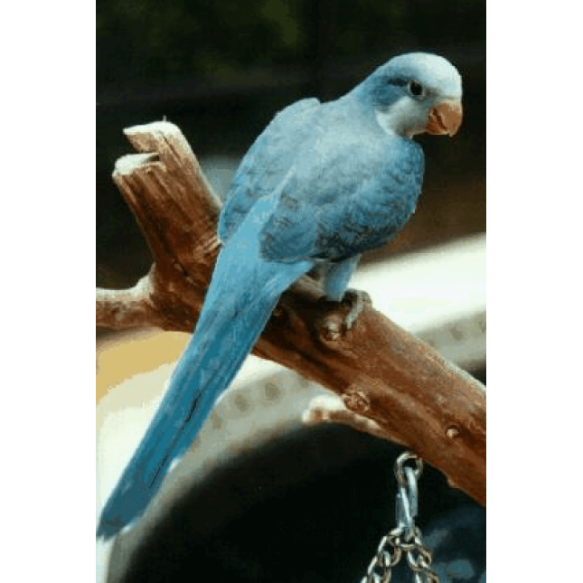 Παπαγάλος μόνκ μπλε