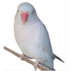Παπαγάλος Ringneck Λευκός Παπαγάλος Ringneck Λευκός