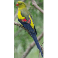 Παπαγάλος ροκ πέμπλερ regent parrot