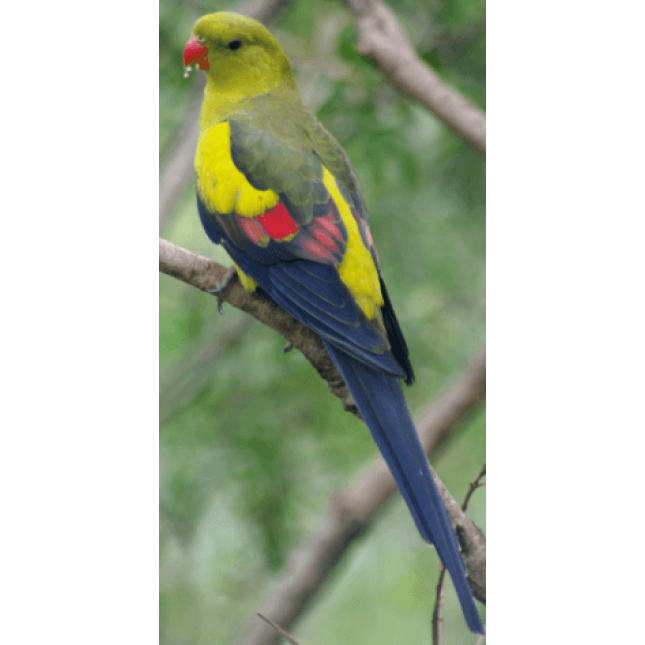 Παπαγάλος ροκ πέμπλερ regent parrot
