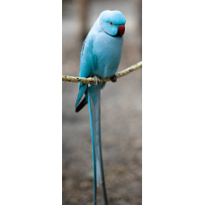 Παπαγάλος ρικνεκ μπλε