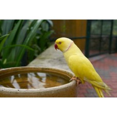 Ringneck Lutino Ringneck Lutino