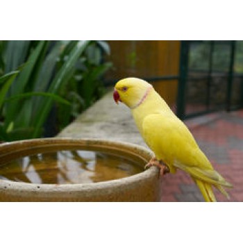 Ringneck  Lutino