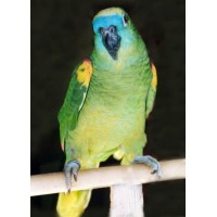 ΑΜΑΖΩΝΙΟΣ BLUE FRONTED
