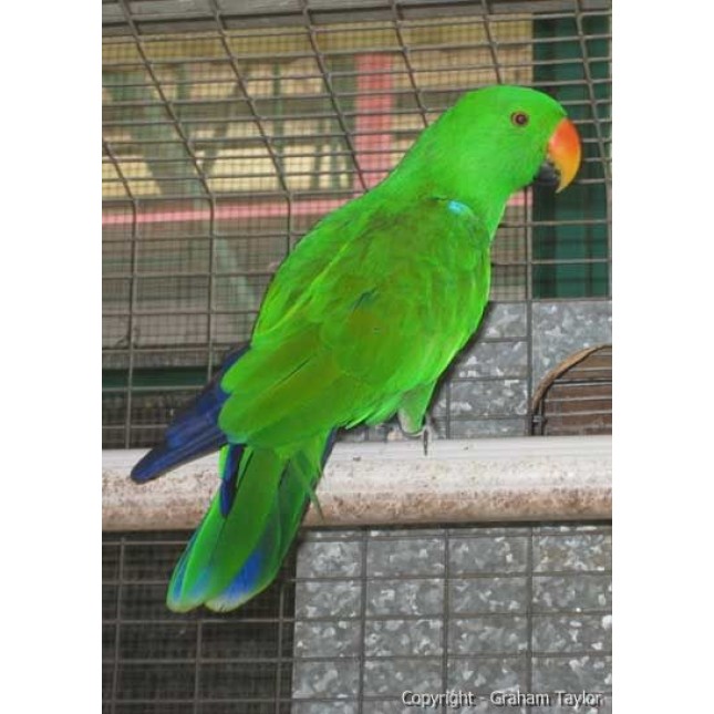 ΠΑΠΑΓΑΛΟΣ ELECTUS MALE ΠΑΠΑΓΑΛΟΣ ELECTUS MALE