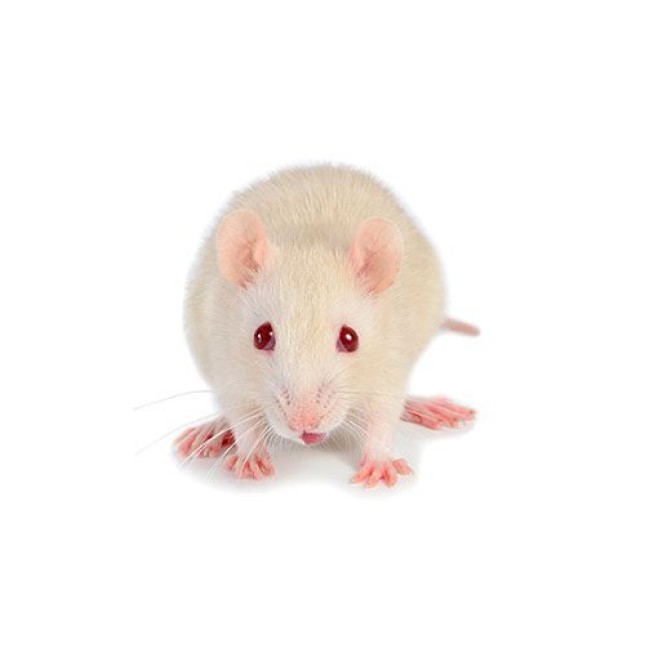 MUS MUSCULUS MUS MUSCULUS