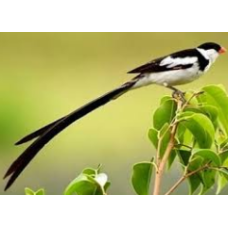 Παραδείσιες χήρες pin tailed Παραδείσιες χήρες pin tailed