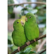 ΠΡΑΣΙΝΑ ΠΑΠΑΓΑΛΑΚΙΑ PARROTLET