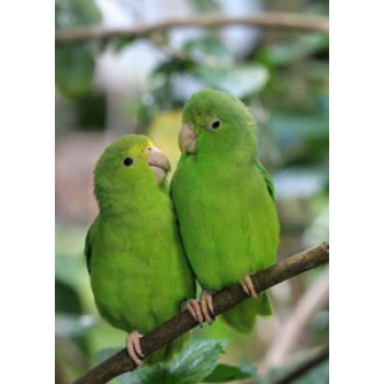 ΠΡΑΣΙΝΑ ΠΑΠΑΓΑΛΑΚΙΑ PARROTLET