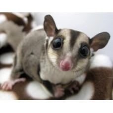 ΣΚΙΟΥΡΑΚΙΑ SUGAR GLIDER