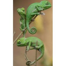 Veiled Chameleon-chameleo calyptratus