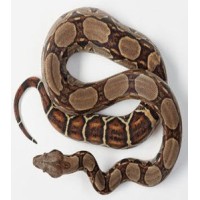 Βόας Colombian boa constrictor