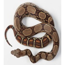 Βόας Colombian boa constrictor