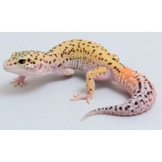 Σαύρα Leopard gecko