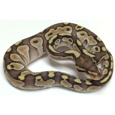 Ball Python baby w.c Ball Python baby w.c