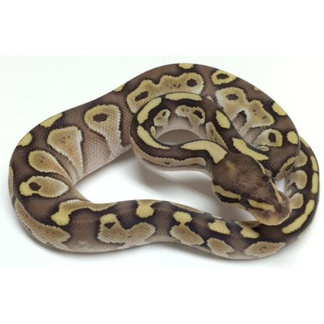 Ball Python baby w.c