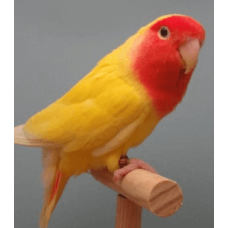 Love birds peach faced λουτίνο Love birds peach faced λουτίνο