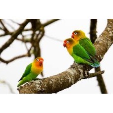 LOVE BIRDS FISCHER LOVE BIRDS FISCHER