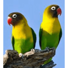 Love birds black masked Love birds black masked