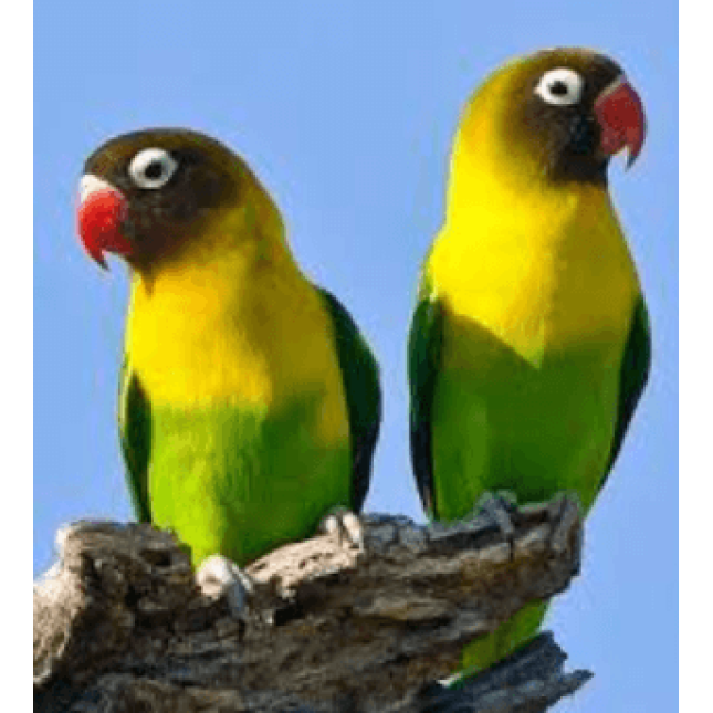 Love birds black masked Love birds black masked