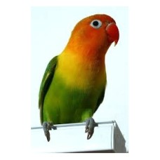 LOVE BIRDS FISCHER ΚΙΤΡΙΝΟΠΡΑΣΙΝΑ LOVE BIRDS FISCHER ΚΙΤΡΙΝΟΠΡΑΣΙΝΑ
