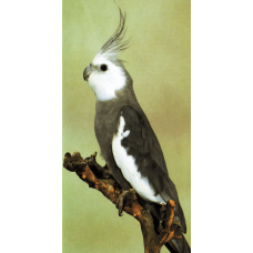 Κοκατίλ white faced Κοκατίλ white faced