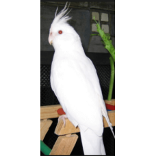 Κοκατίλ albino Κοκατίλ albino